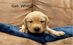 Labrador Retriever dogs for sale: Labrador puppies  - Advert 9