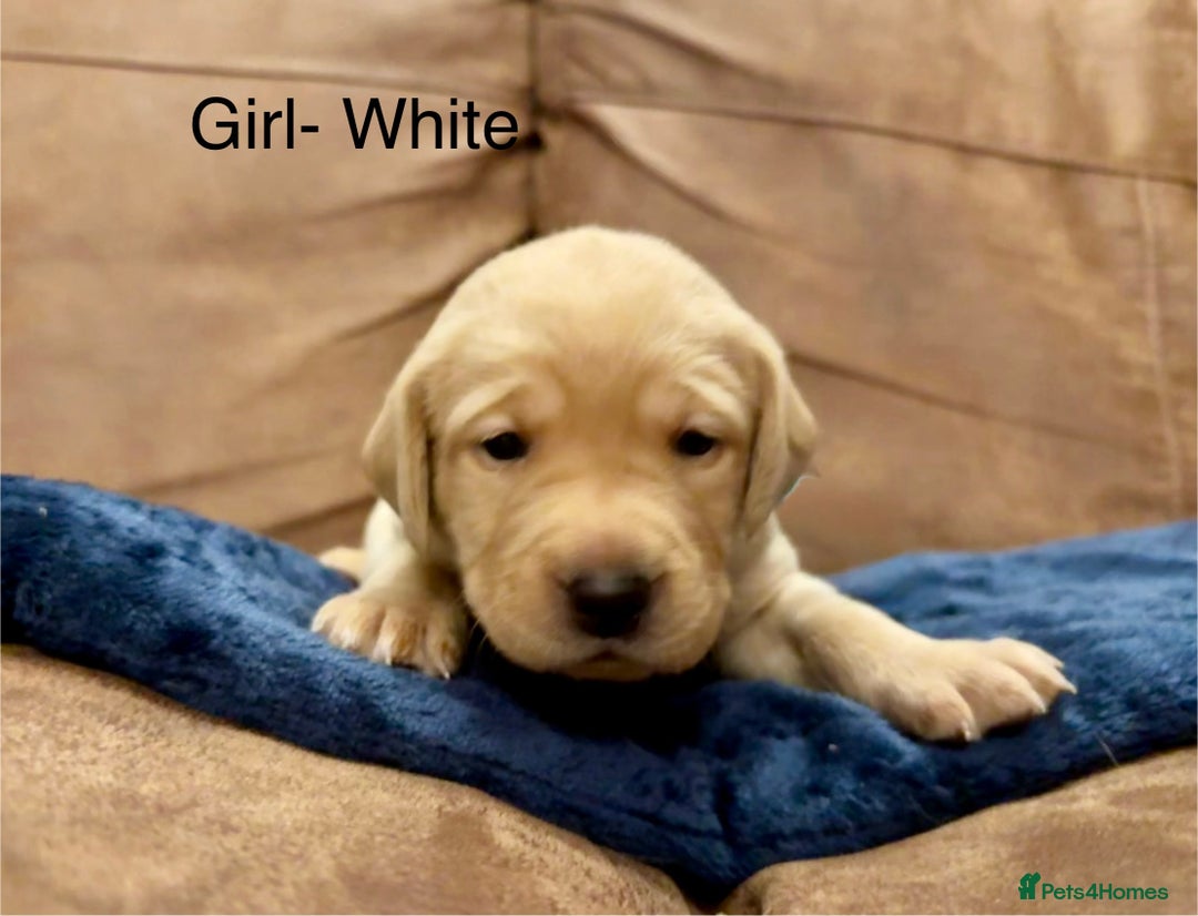 Labrador Retriever dogs for sale: Labrador puppies  - Advert 9