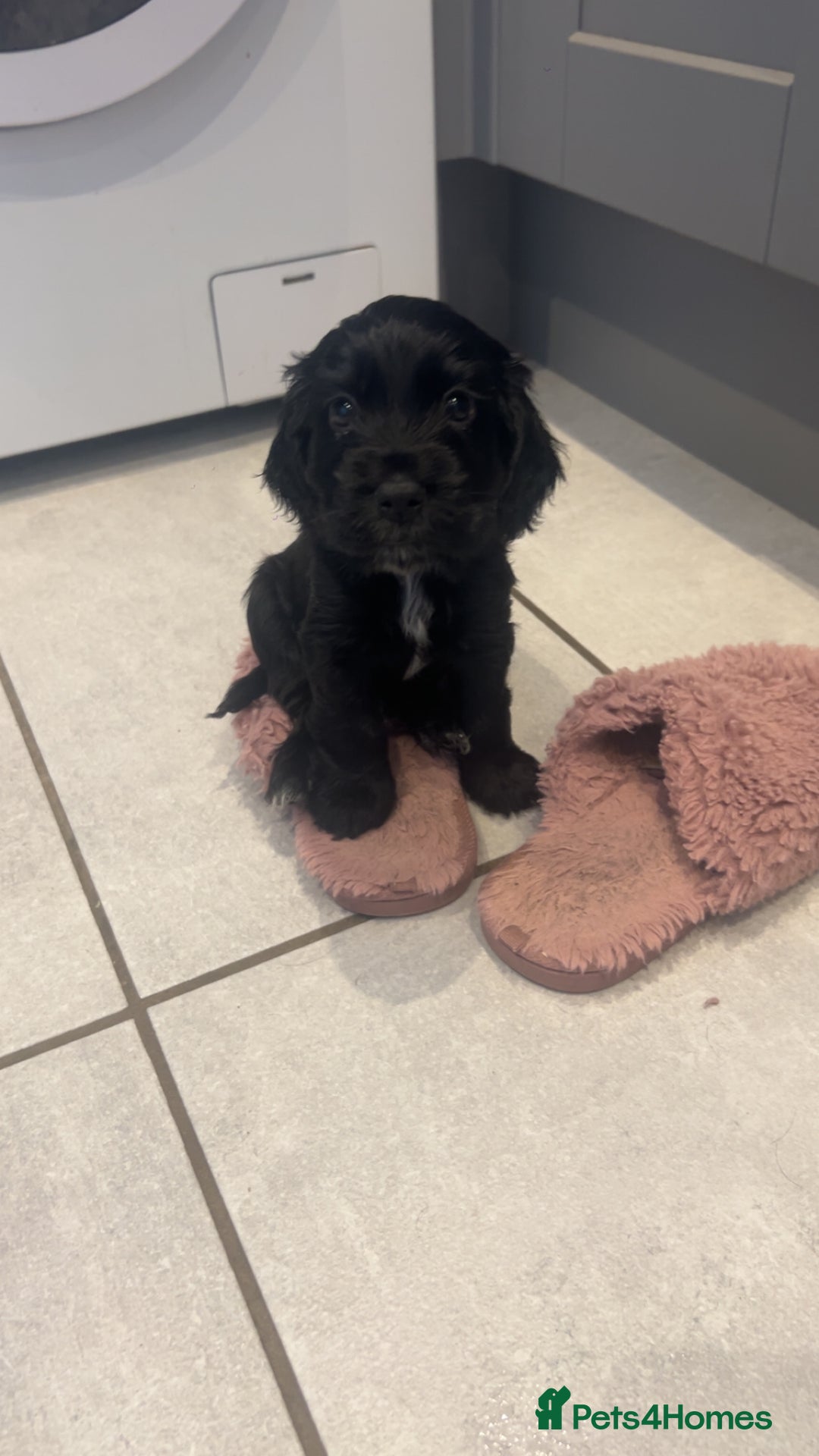 Cocker Spaniel dogs for sale: KC cocker spaniel  - Advert 3