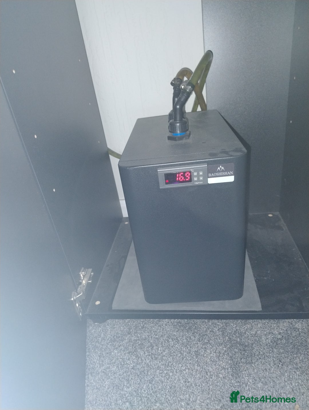 Axolotl reptiles for sale: Rehoming 18 month old female axolotl - Advert 5