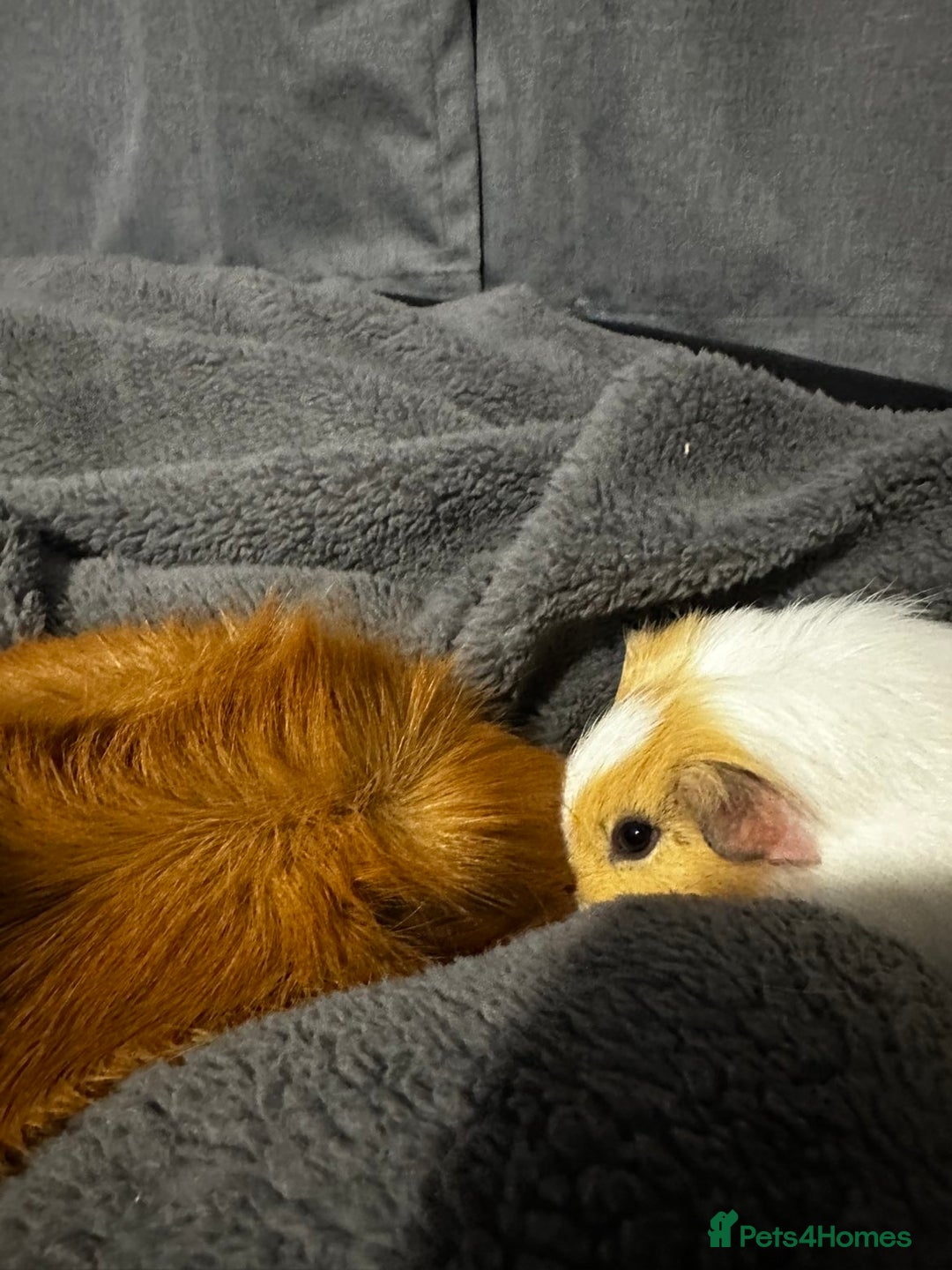 Guinea Pig rodents for sale: Two male guinea pigs for sale - Advert 8