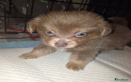 Mixed Breed dogs for sale: Pomeranian cross dachshund puppies  - Image 7