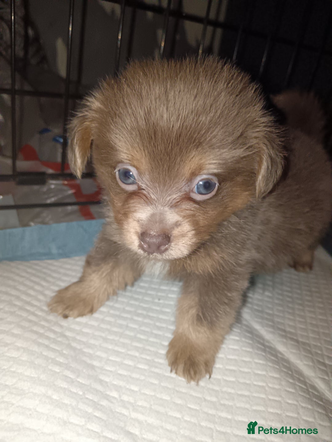 Mixed Breed dogs for sale: Pomeranian cross dachshund puppies  - Image 7