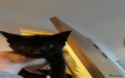 British Shorthair cats for sale: Male ginger and black kittens  - Image 7