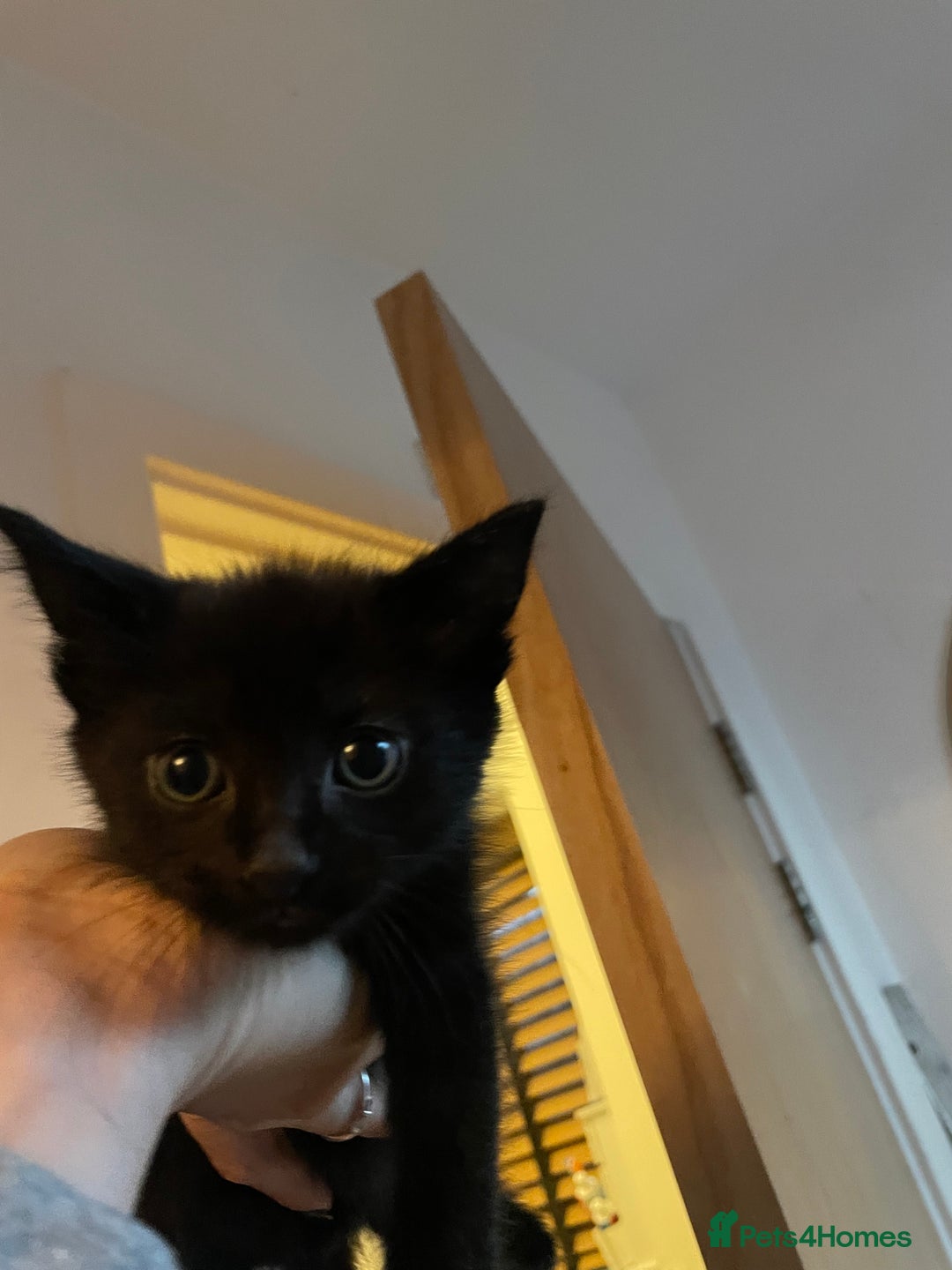 British Shorthair cats for sale: Male ginger and black kittens  - Image 7