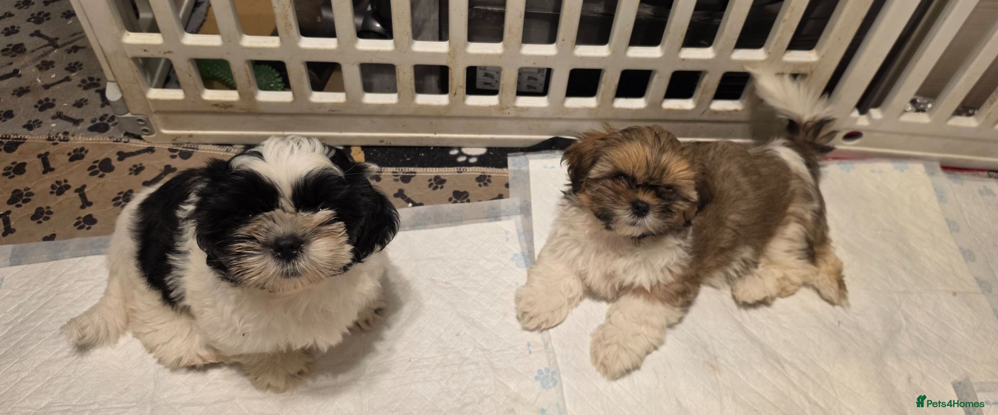 Shih Tzu dogs LOVELY GIRLS CUTE SHIH TZU PUPPIES READY NOW - Advert 1