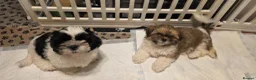 Shih Tzu dogs for sale: LOVELY GIRLS CUTE SHIH TZU PUPPIES READY NOW - Advert 1