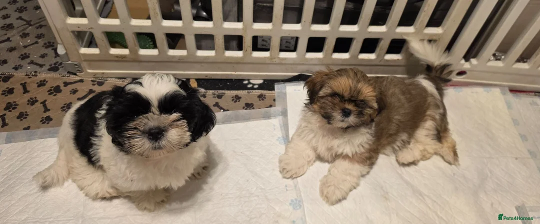 Shih Tzu dogs for sale: LOVELY GIRLS CUTE SHIH TZU PUPPIES READY NOW - Advert 1