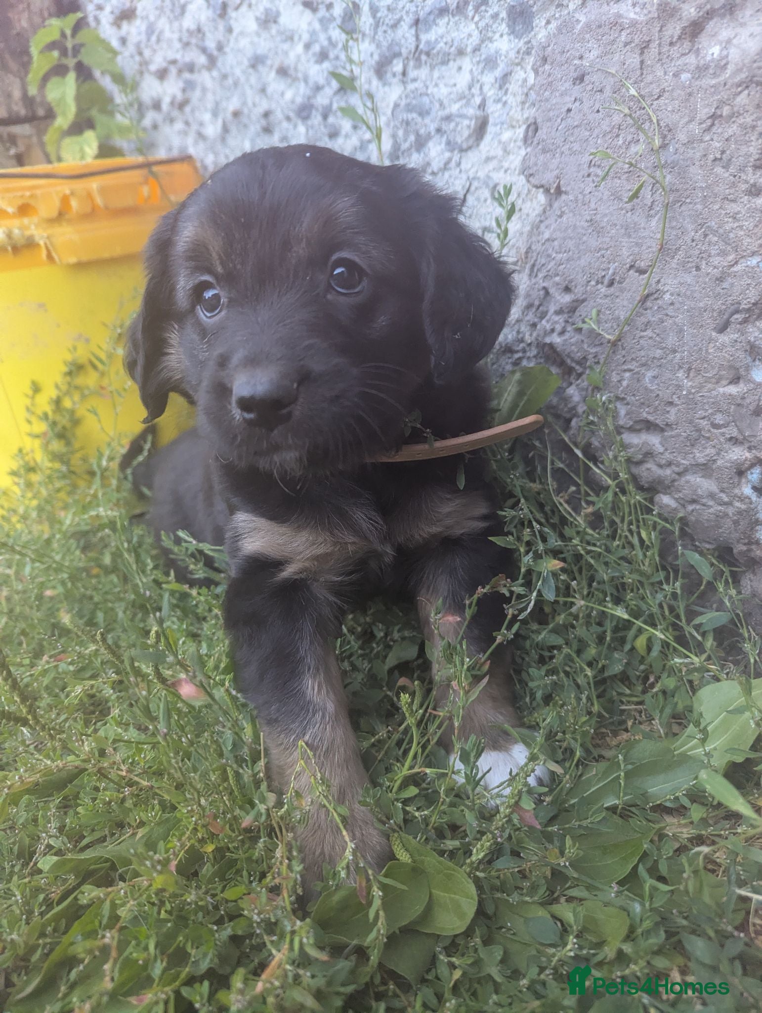 Mixed Breed dogs Gorgeous Kelpie cross/ golden retriever puppies  - Advert 3