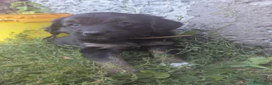 Female Tan collar 