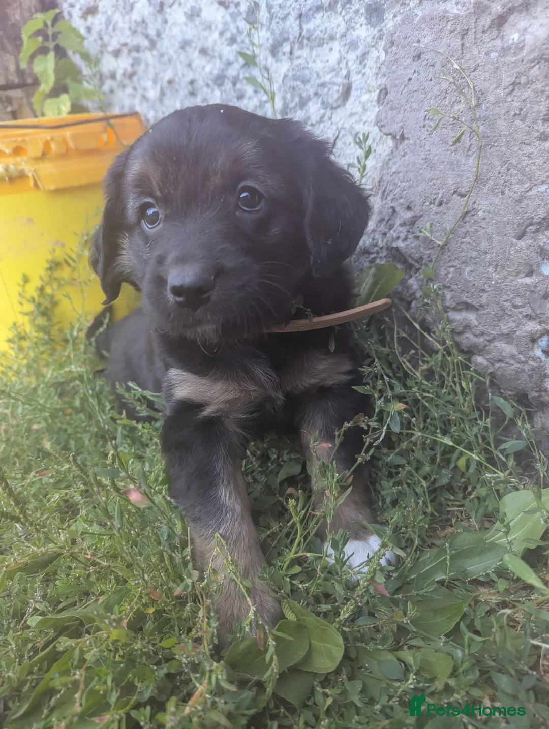 Mixed Breed dogs for sale: Gorgeous Kelpie cross/ golden retriever puppies  - Advert 1
