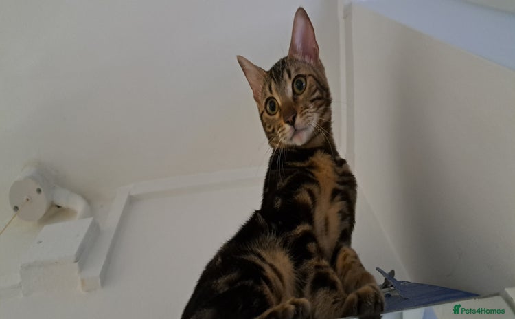 Bengal cats - Advert 8