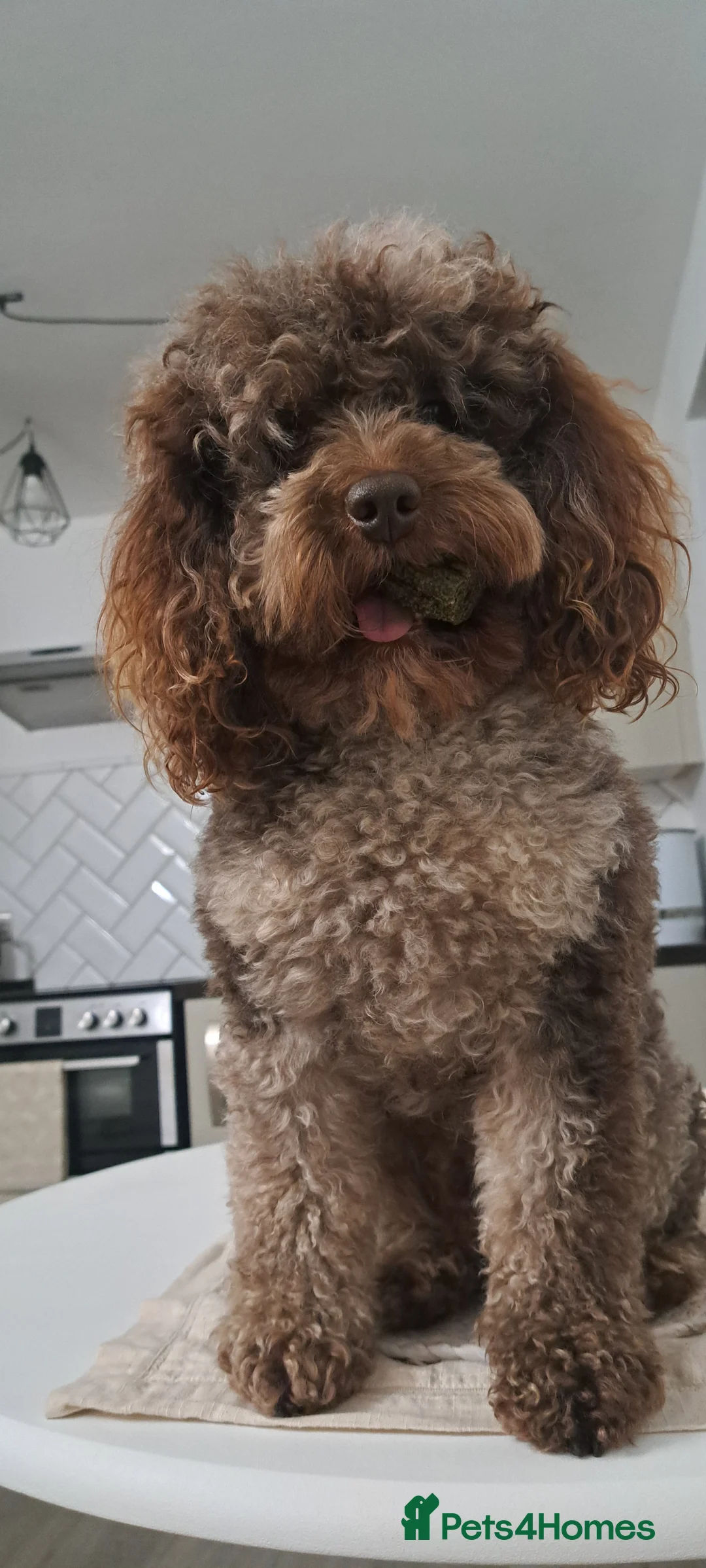 Cockapoo dogs for stud: Cockapoo stud F1b chocolate merle, health tested  - Advert 2