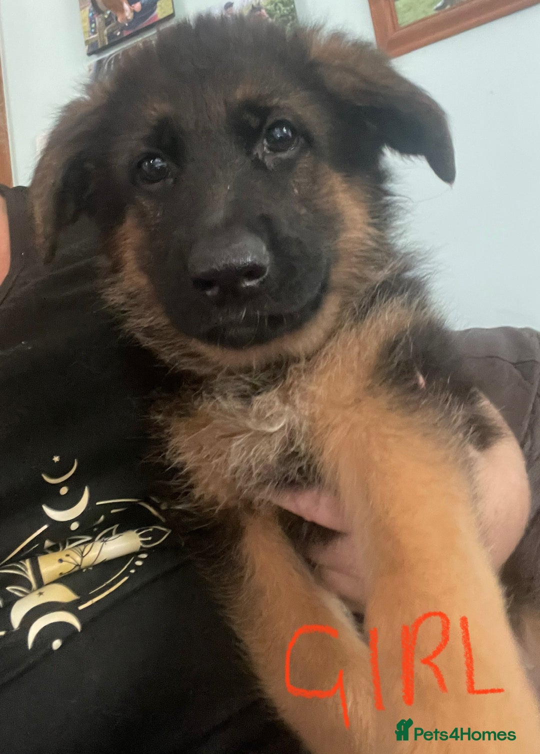 German Shepherd dogs for sale: German Shepherd pups KCRegistered/hip&elbow scored - Image 20