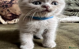 Scottish Fold cats for sale: Beautiful lilac Scottishfold straight ear kittens  - Image 16