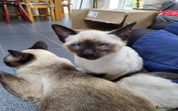 Siamese cats for sale: Old Style Siamese Kittens. Raised with love & care - Advert 38