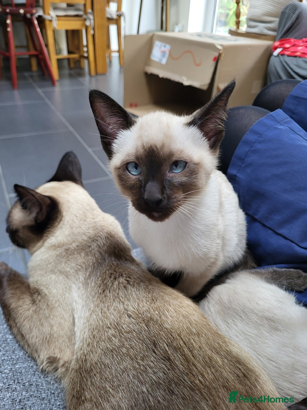 Siamese cats for sale: Old Style Siamese Kittens. Raised with love & care - Advert 38