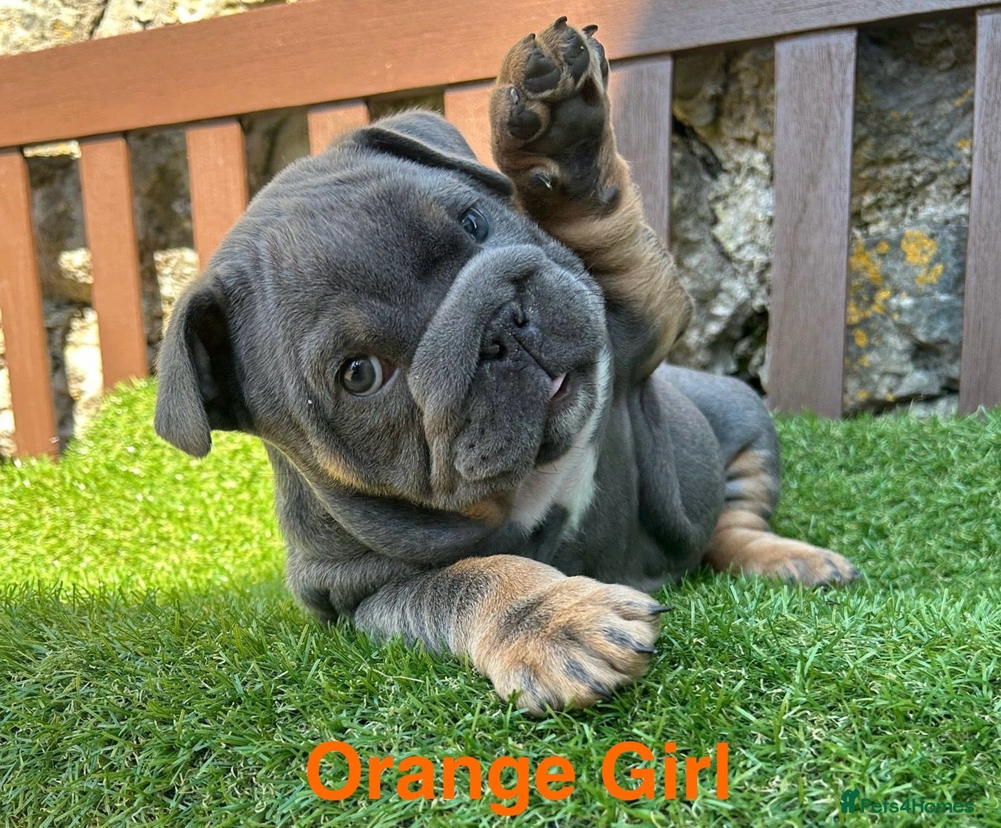 English Bulldog dogs Ready Today.. KC Registered English Bulldog pups - Advert 9