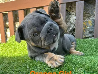 English Bulldog dogs Ready Today.. KC Registered English Bulldog pups - Advert 9