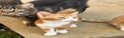 Mixed Breed cats for sale: Beautiful Ginger & Tortoiseshell Kittens in Faringdon - Advert 39