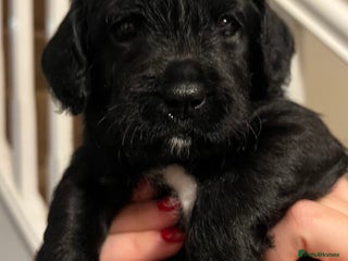 Mixed Breed dogs - Advert 17