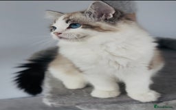 Ragdoll cats for sale: Active Tica Champion blood Ragdoll kittens - Image 4