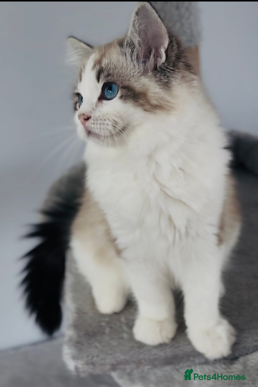 Ragdoll cats for sale: Active Tica Champion blood Ragdoll kittens - Image 4