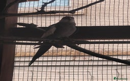 Cockatiels birds for sale: Young Male all grey mixed pied cockatiel  - Image 7