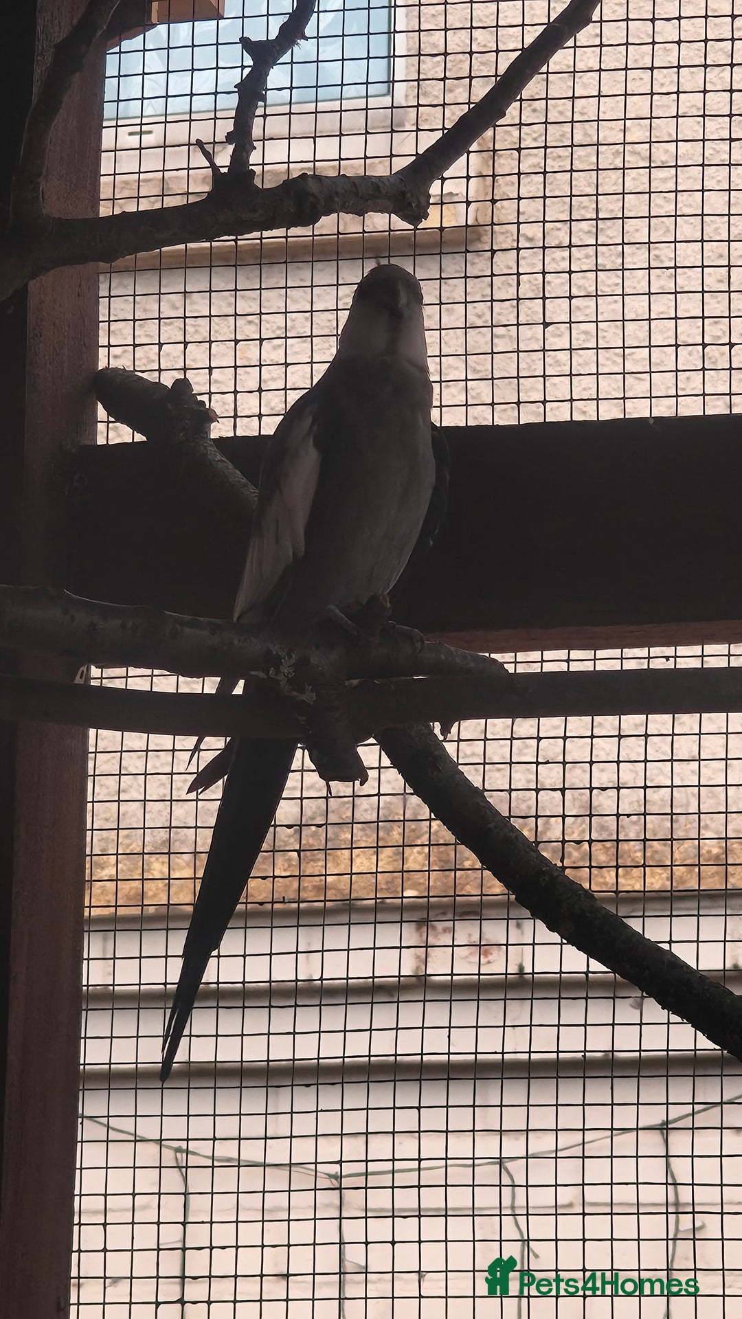 Cockatiels birds for sale: Young Male all grey mixed pied cockatiel  - Image 7