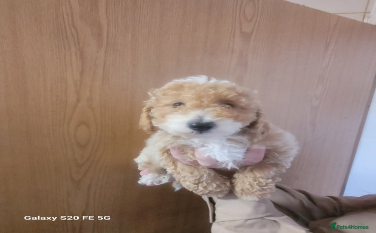 Miniature Poodle dogs - Advert 16