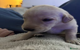 Labrador Retriever dogs for sale: 7 beautiful red fox Labrador puppies for sale.  - Image 6