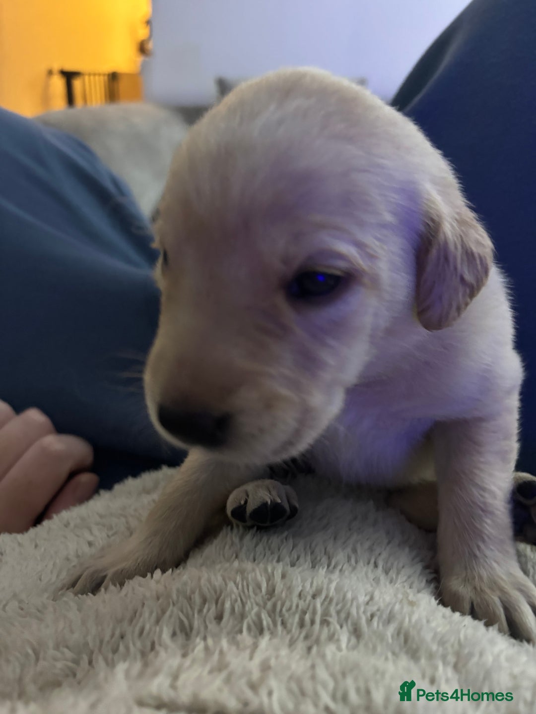 Labrador Retriever dogs for sale: 7 beautiful red fox Labrador puppies for sale.  - Image 6