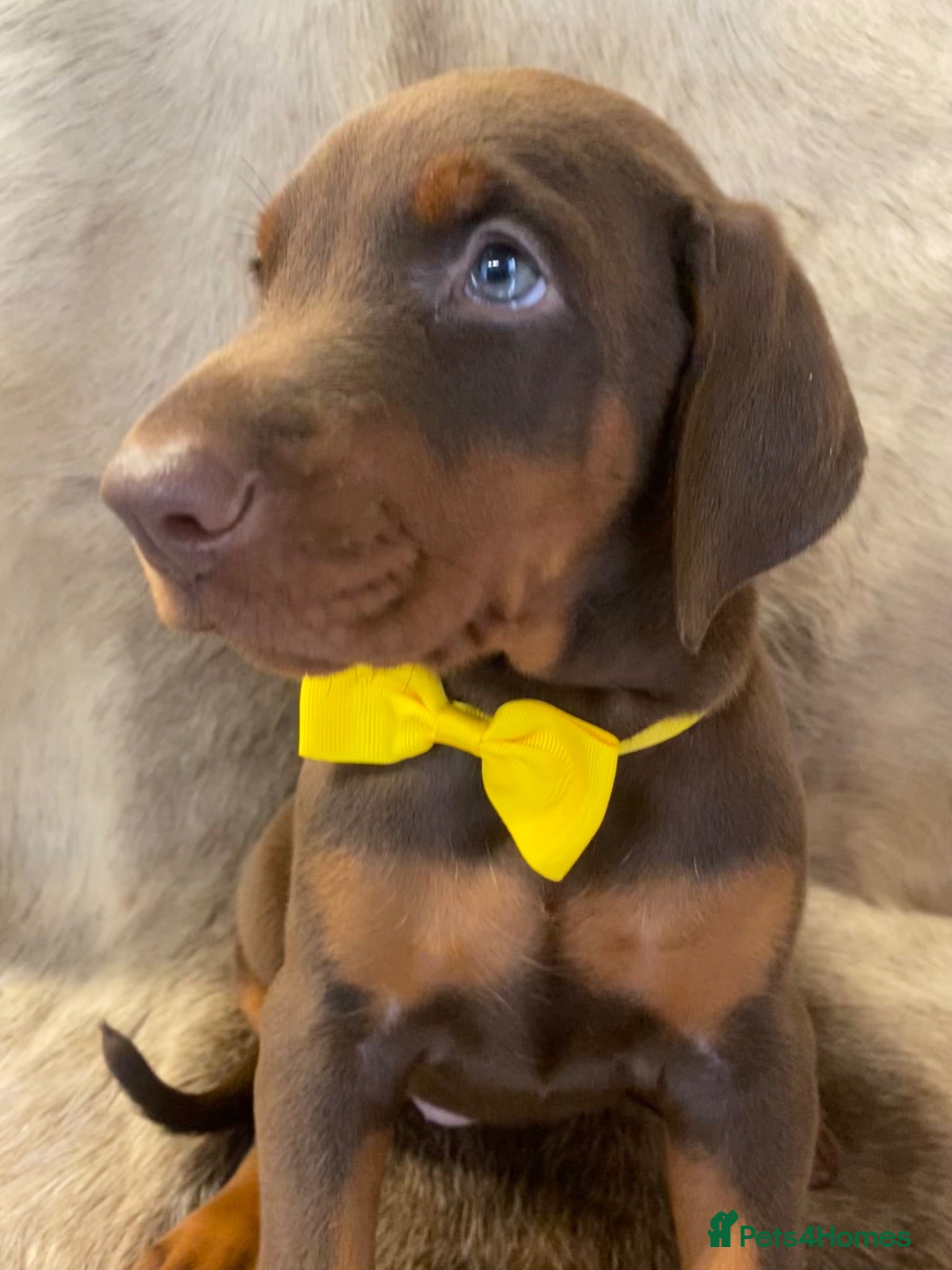 Dobermann dogs KC REG HEALTH TESTED EUROPEAN DOBERMAN PUPPIES - Advert 8