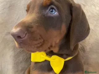 Dobermann dogs KC REG HEALTH TESTED EUROPEAN DOBERMAN PUPPIES - Advert 8