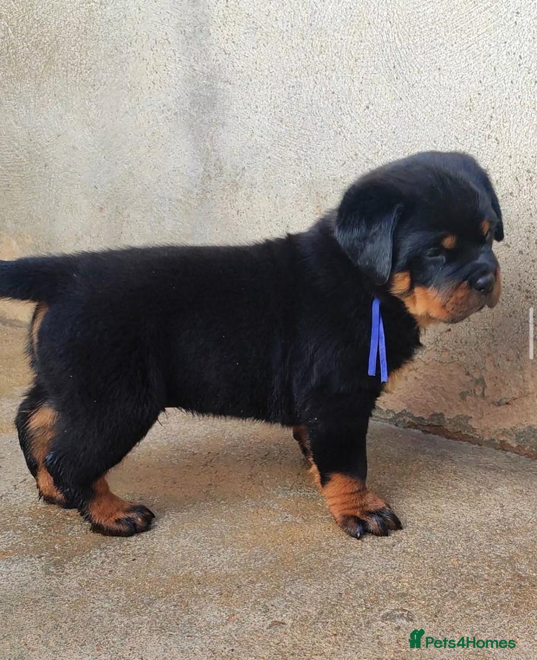 Rottweiler dogs for sale: Stunning male & female Rottweiler pups  - Image 2