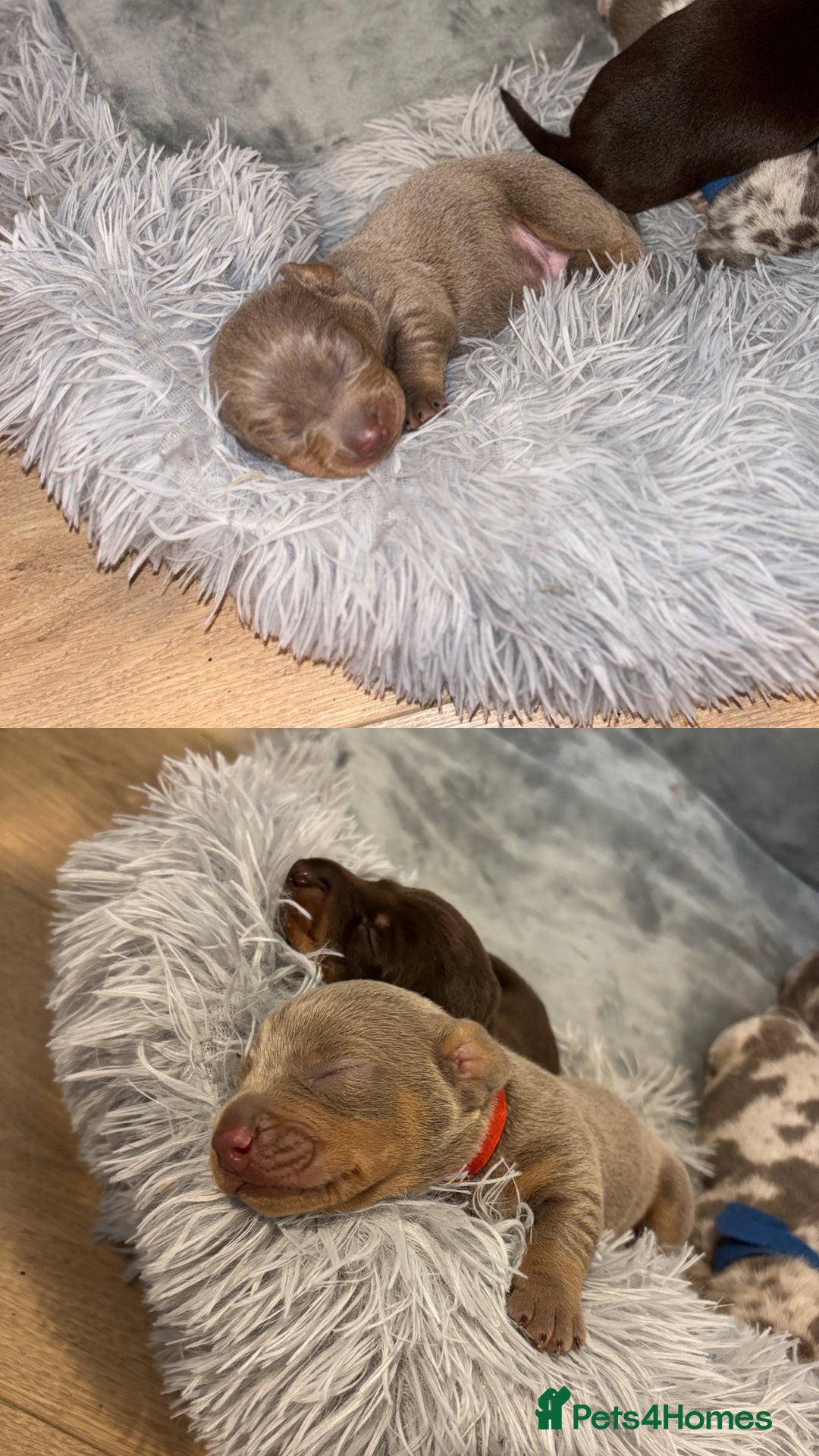 Miniature Dachshund dogs for sale: Beautiful rare miniature dachshund puppies - Advert 3