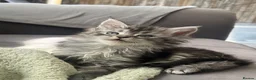 Maine Coon cats for sale: Last Maine coon girl left ready to leave 🩷 - Advert 26
