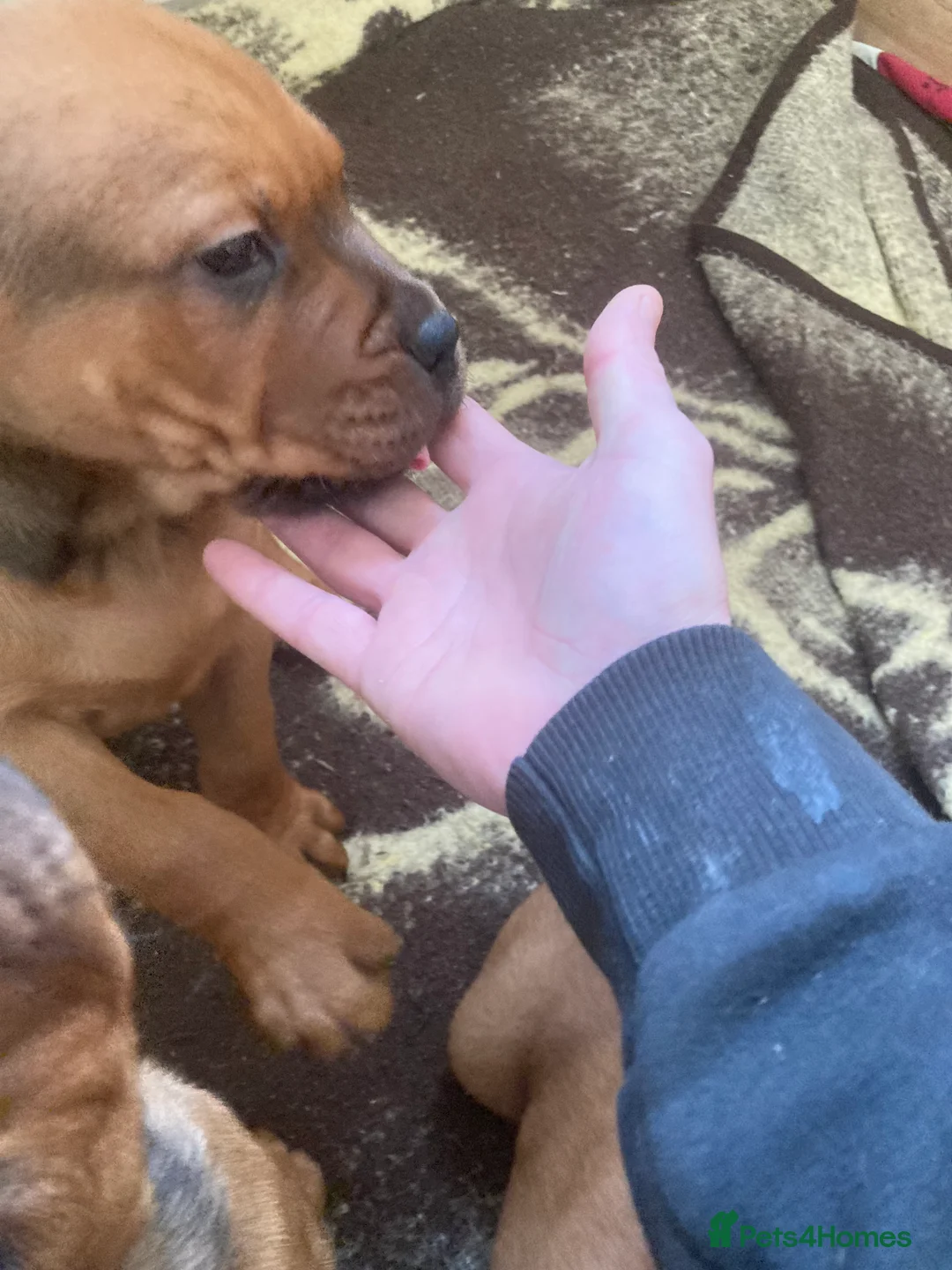 Mixed Breed dogs for sale: Rocco - Advert 8