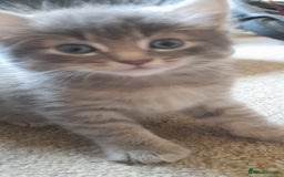 Mixed Breed cats for sale: Kittens  - Image 1