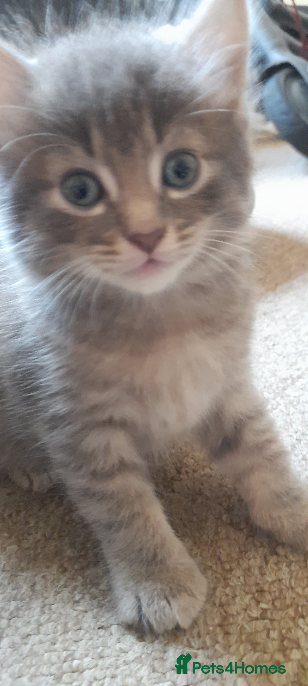 Mixed Breed cats for sale: Kittens  - Image 1