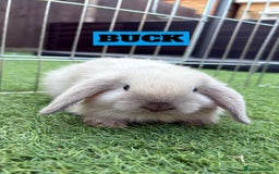 Mini Lop rabbits for sale: 2 PUREBRED MINI LOPS LEFT - Image 5