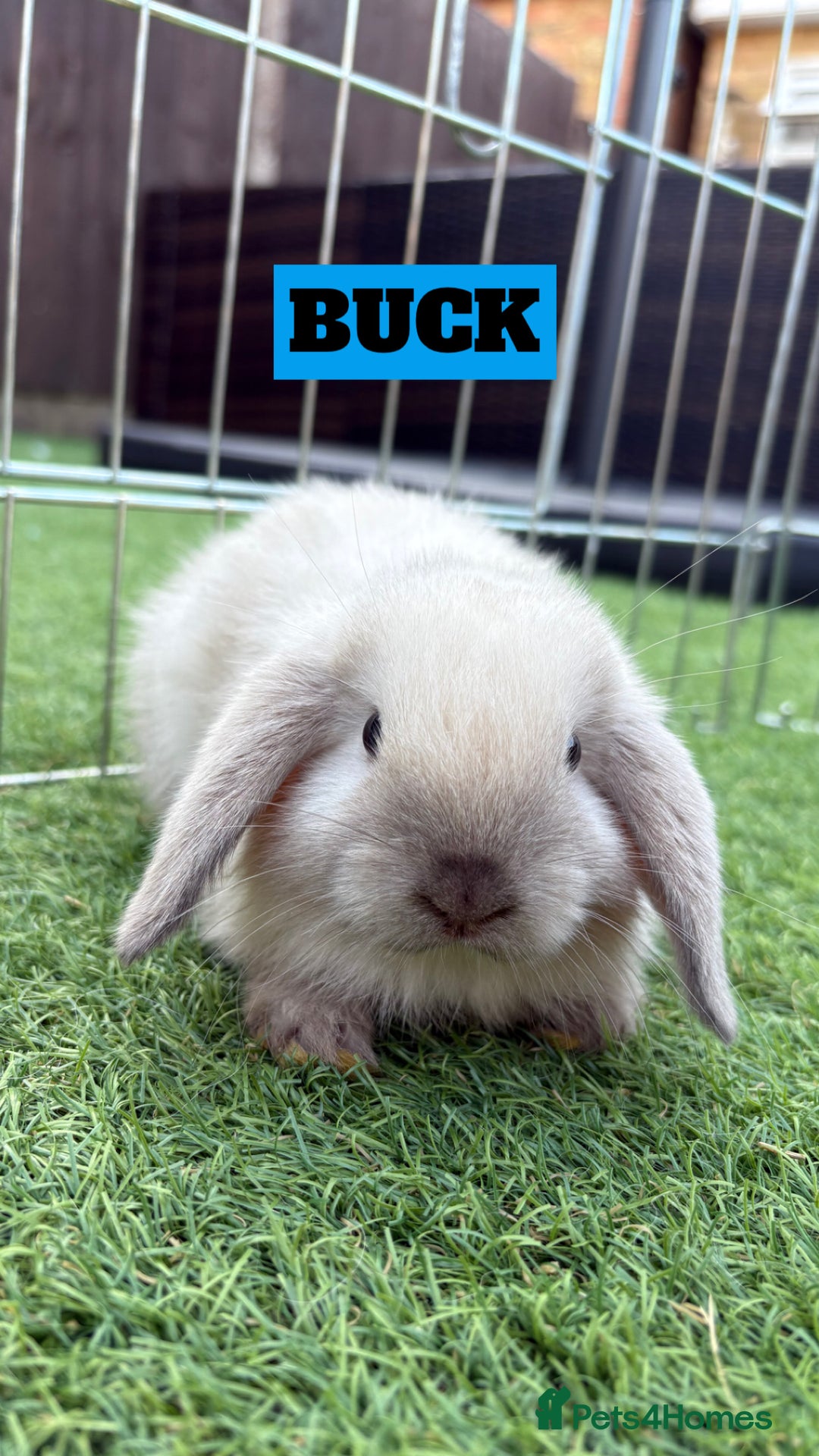 Mini Lop rabbits for sale: 2 PUREBRED MINI LOPS LEFT - Image 5