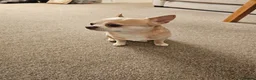 Chihuahua dogs for sale: Teddy - Advert 4