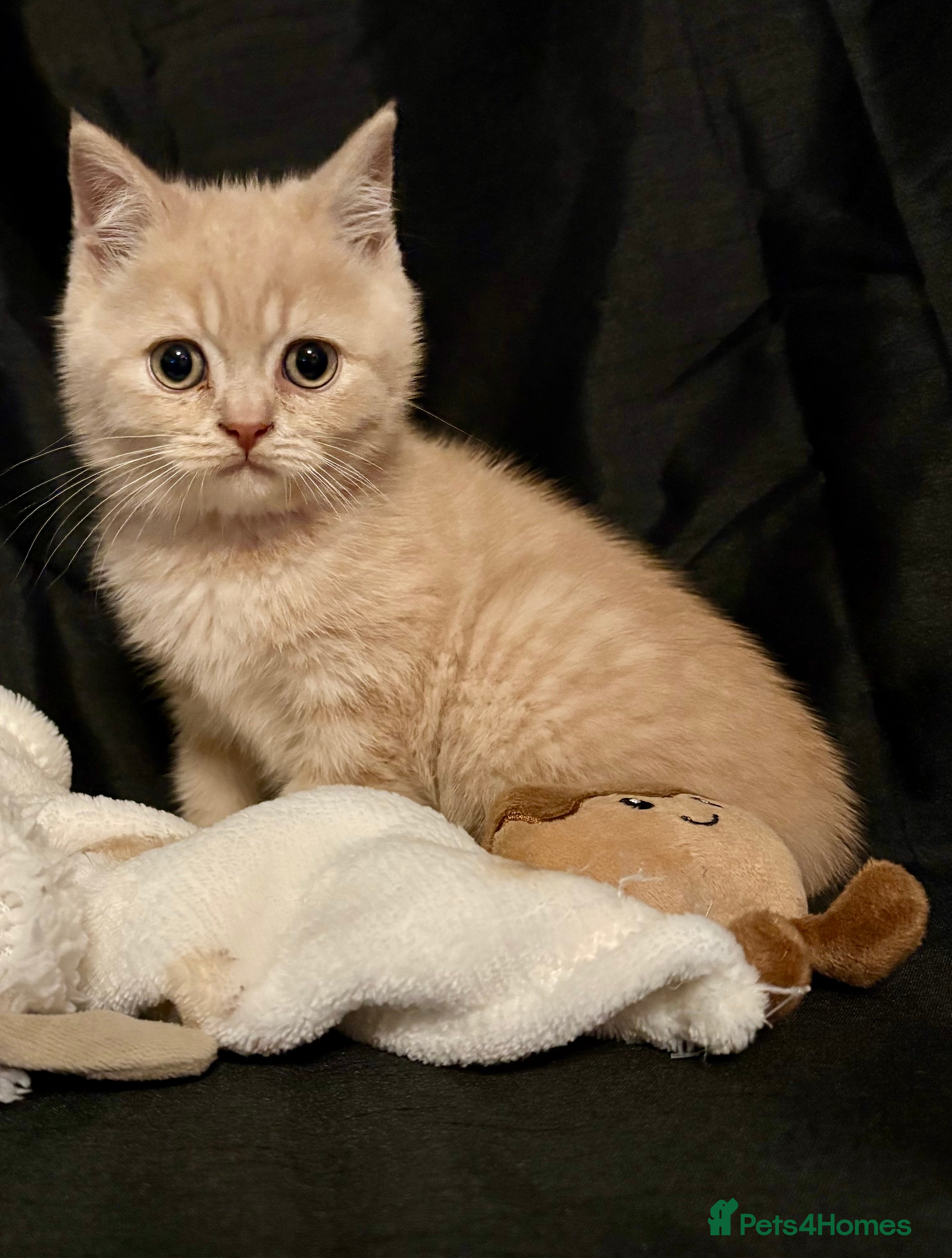 British Shorthair cats GCCF British shorthair kittens- last cream boy - Advert 14