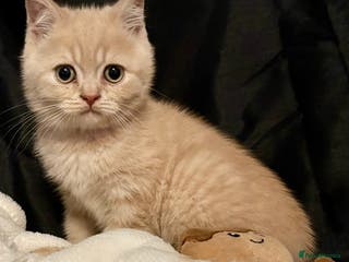 British Shorthair cats GCCF British shorthair kittens- last cream boy - Advert 11