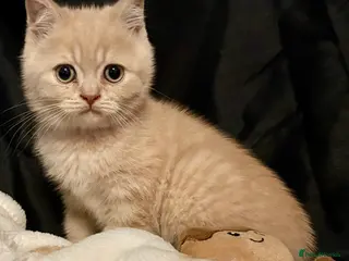 British Shorthair cats GCCF British shorthair kittens- last cream boy - Advert 2