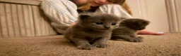 Ragdoll cats for sale: Ragdoll/Nebelung kittens - Advert 6