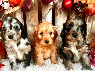 Cockapoo dogs Quality Cockapoo Puppies Blue Merle / Golden - Advert 4