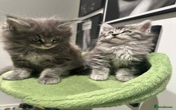 Maine Coon cats for sale: Stunning Mainecoon Kittens - Image 17