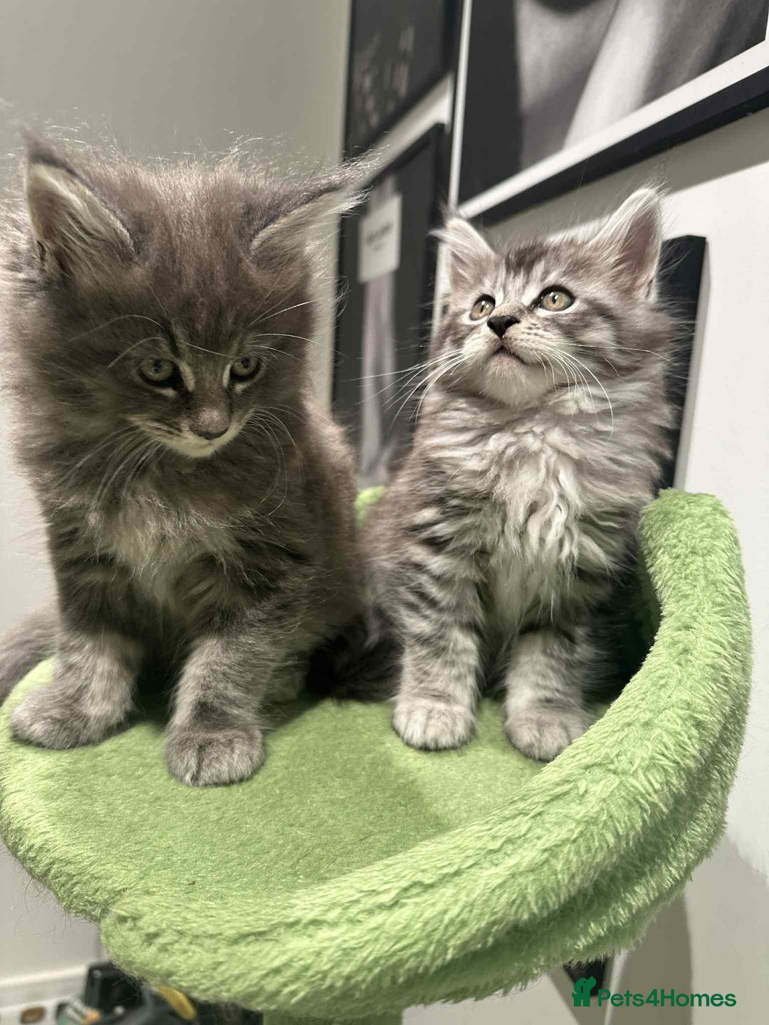Maine Coon cats for sale: Stunning Mainecoon Kittens - Image 17